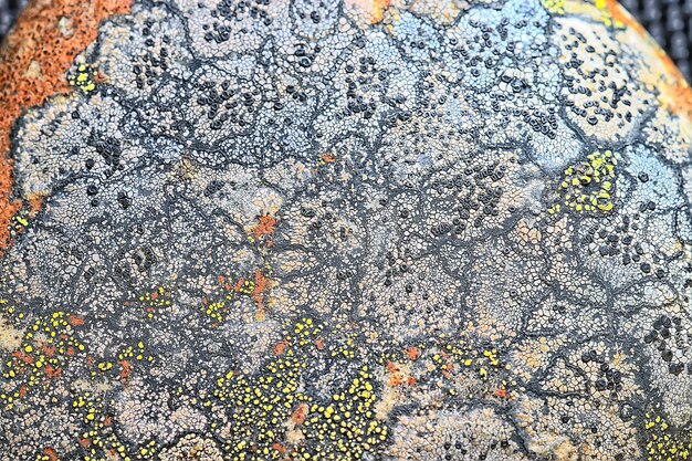 Lichen on stone texture macro background, abstract nature