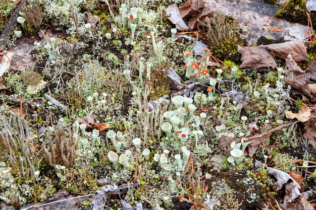 Lichens and mosses in a small area. Pripoda Karelia, Russia