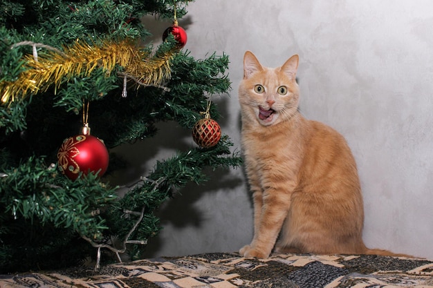 A licking red cat near a decorated artificial Christmas tree. Happy New Year and Christmas.