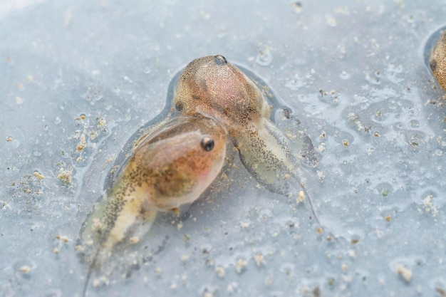 life cycle of the common frogs