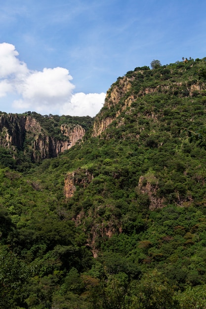 Life in mexico landscape with forest