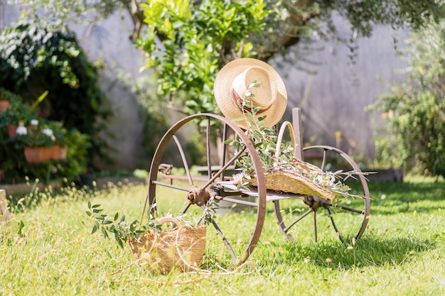 Life style Antique plough in the garden Hat basket with olive brunches warm sunny day