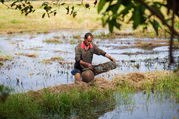 Life style farmer thai. Thai farmers are fish trap in paddy fields.