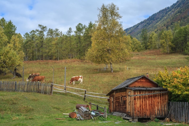 Life in the village on Lake Teletskoye, Altai Mountains, Russia