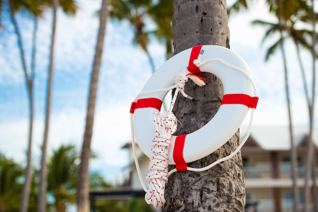 Lifebuoy hanging on a palm tree on the background of the sea