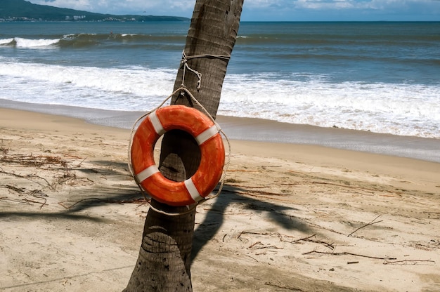 Lifebuoy hanging on a palm tree with a beach in the background