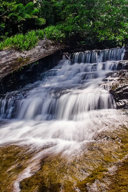 Liffey Falls State Reserve at the Midlands region of Tasmania, Australia.