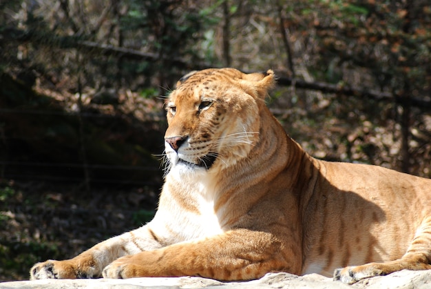 The liger is a cross between a male lion and a tigress, or female tiger.