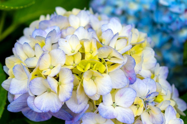 light blue flower texture, decorative background