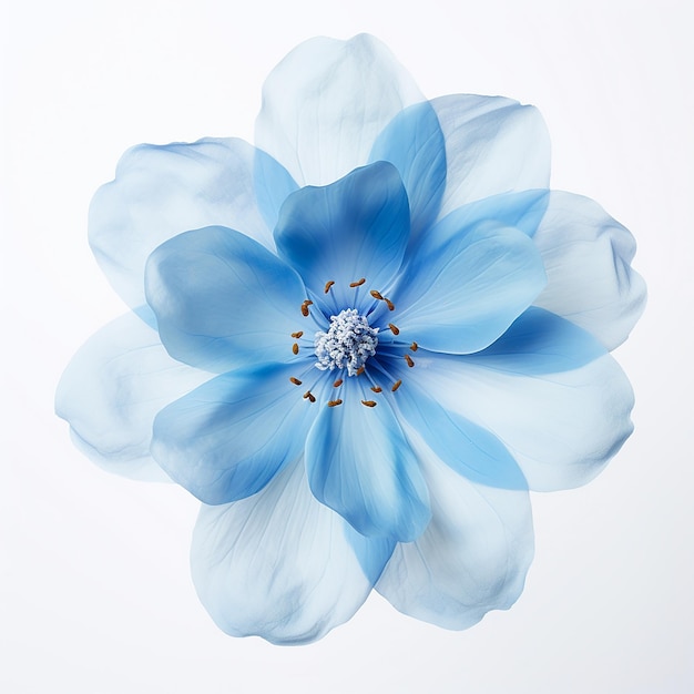 Light Blue Flower on White Background