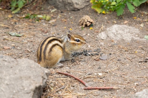 A light brown animal of the rodent family a chipmunk with stripes on its back is gnawing nuts or seeds in the forest