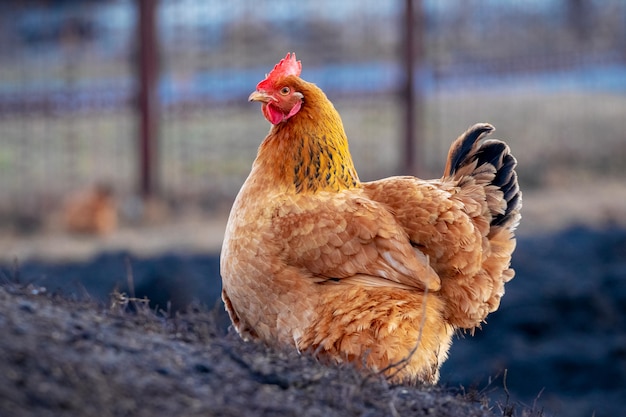 Light brown chicken in garden on blurred background. Growing chickens