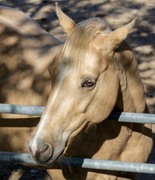 A light brown horse on a ranch in the countryside