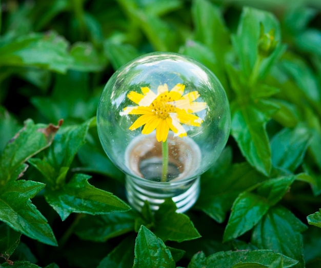 Light Bulb on green grass with Flower inside