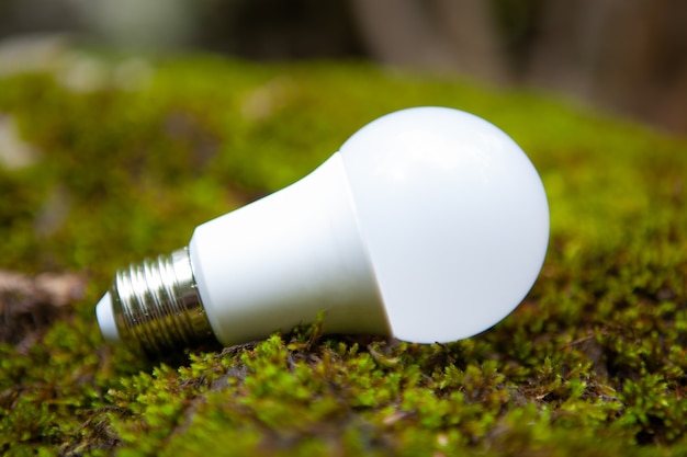 Light bulb on green moss