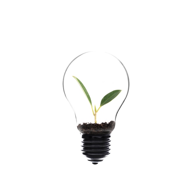 Light bulb isolated