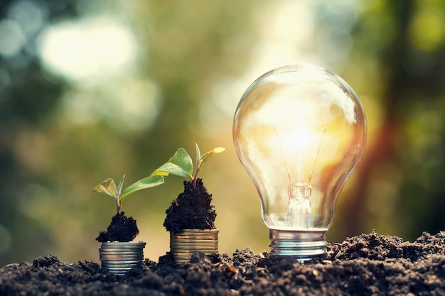 Light bulb on soil with young plant growing on money 