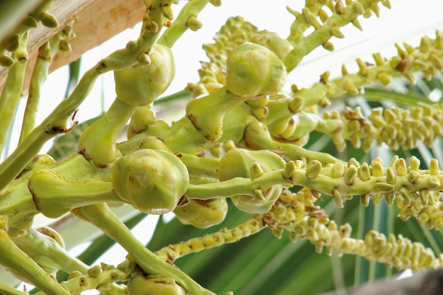 Light coconut ball branch