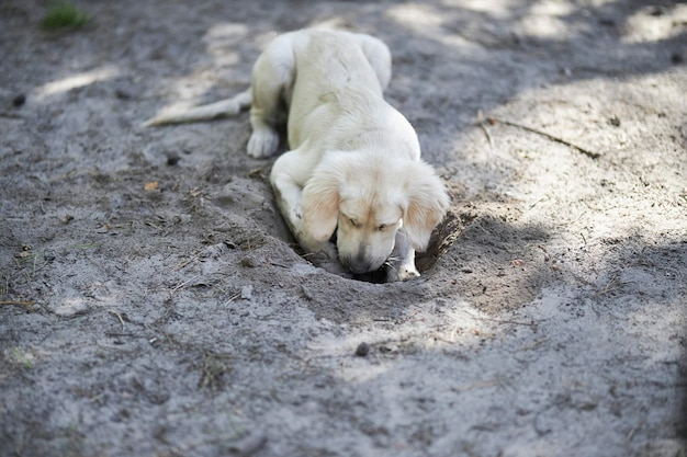 Light colored golden retriever puppy digs a hole in the ground.A retriever puppy is digging a hole.