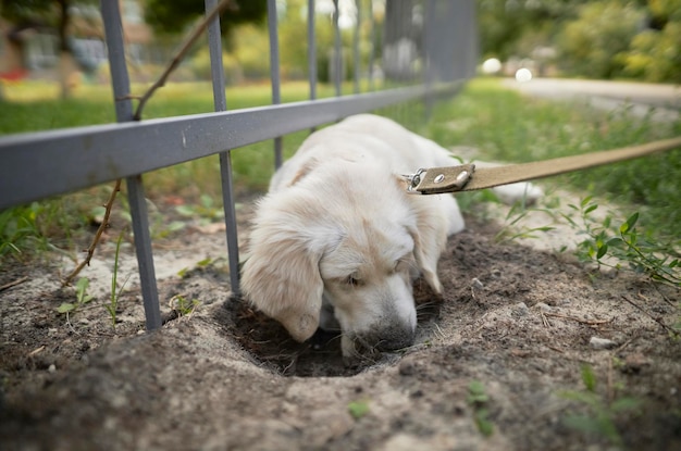 A light colored puppy of a golden retriever digs a hole in the ground near the fence.