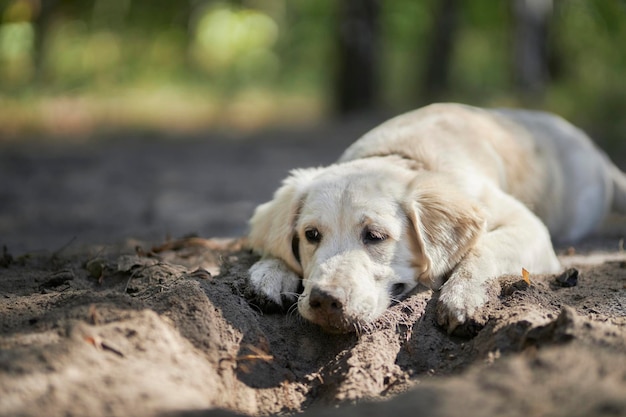 A light-colored puppy of a golden retriever lies near a small hole he dug.