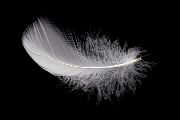 Light fluffy a white feather on black background.