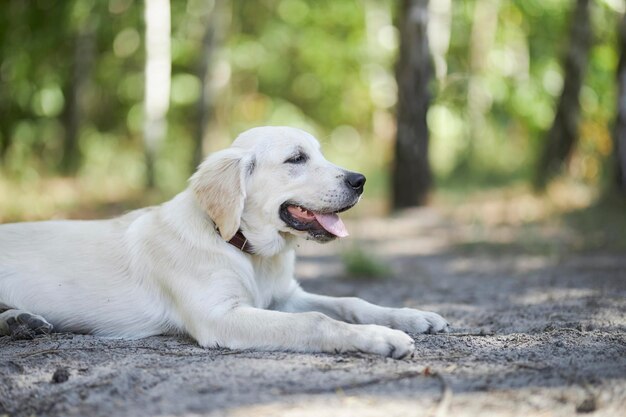 Light golden retriever puppy lies on the ground in the park, blurred background.