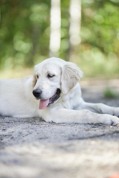 Light golden retriever puppy lies on the ground in the park, blurred background.