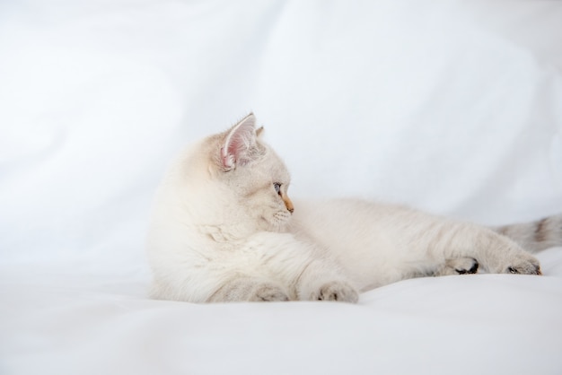 a light gray cat lies on a bed on a white sheet