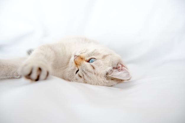 a light gray cat lies on a bed on a white sheet