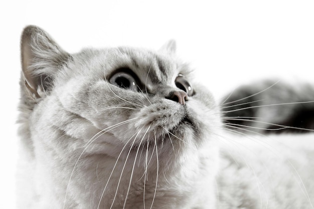 light gray chartreux breed cat on white background