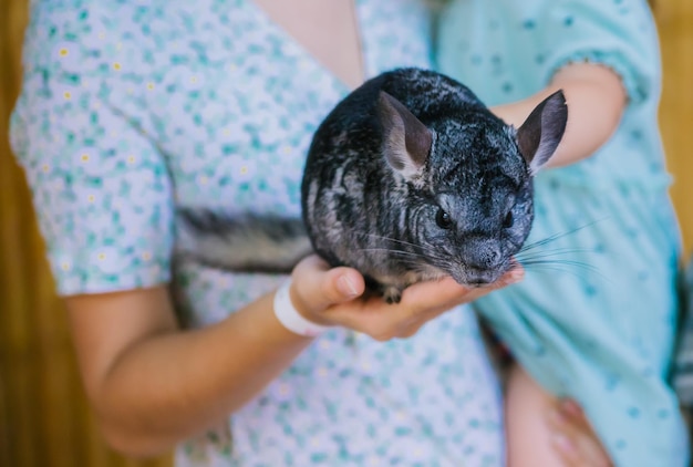 A light gray chinchilla in female hands A beautiful rodent in the zoo A curious and funny animal