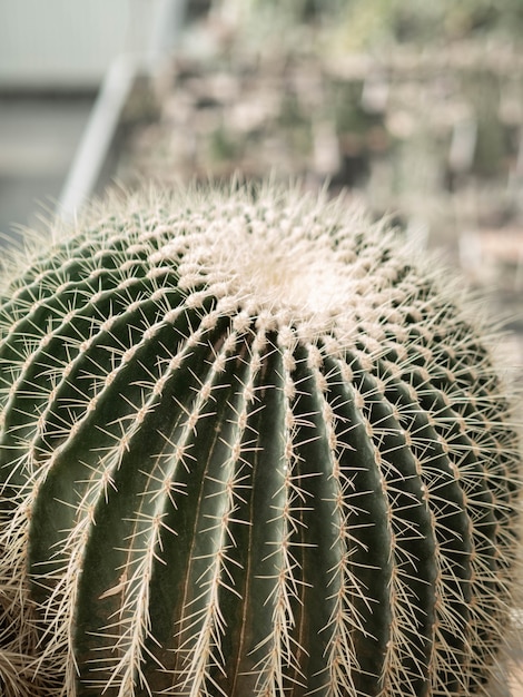  Light green cactus