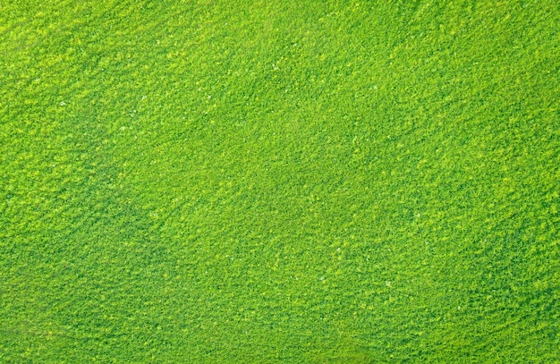 Light green grass in a meadow drone view from directly above