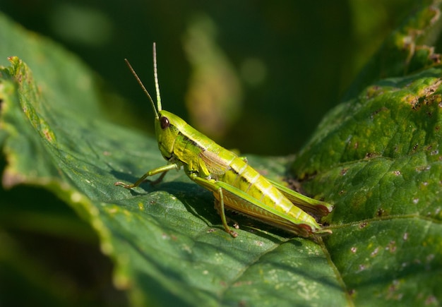 Light green grasshopper in the grass close up