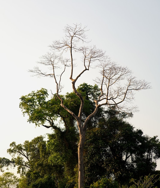 The light green leaves on the big trees