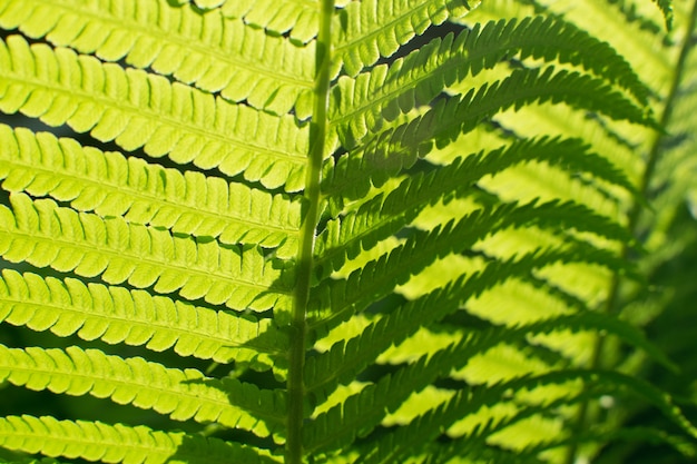 Light Green Spring Fern Leaves