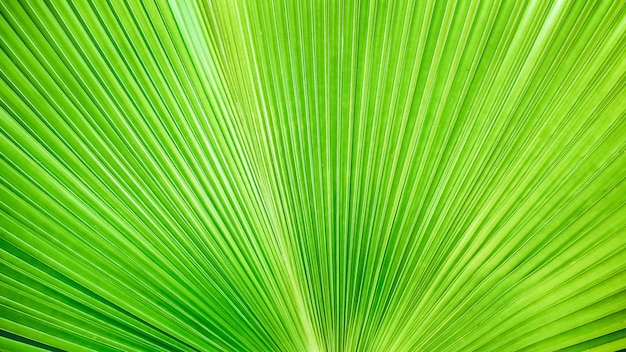 Light green stripes from nature, tropical palm leaf texture background.