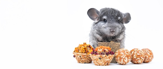 Light grey baby chinchilla chinchilla eating chinchilla on white background chinchilla food banner copy space