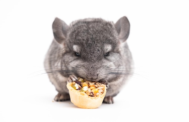 Light grey baby chinchilla chinchilla eating chinchilla on white background chinchilla food