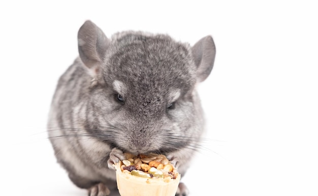 Light grey baby chinchilla chinchilla eating chinchilla on white background chinchilla food