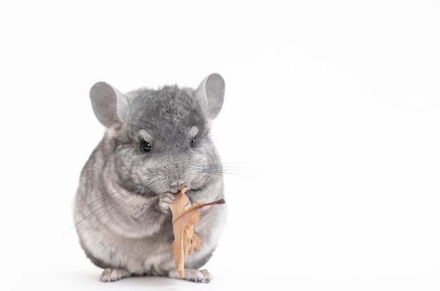 Light grey baby chinchilla chinchilla eating chinchilla on white background chinchilla food