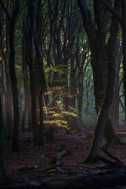 Light haze or morning fog. Sun shines through the trees in a forest. Sunny magical forest in the rays of the rising sun in the morning time. Sun rays emerging though the green trees.