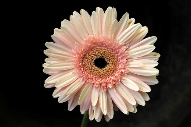 Light orange gerbera flower Pink Gerbera Flower Macro selective focus