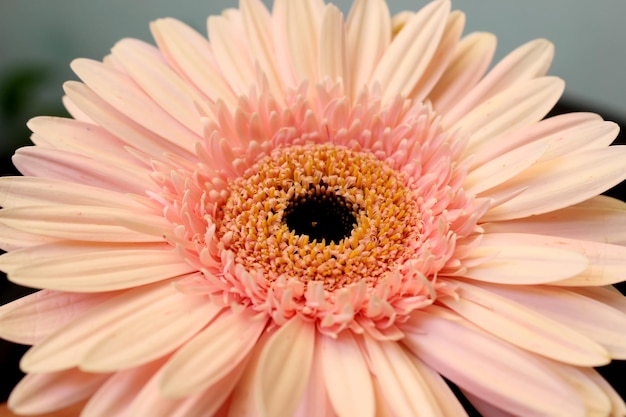 Light orange gerbera flower Pink Gerbera Flower Macro selective focus