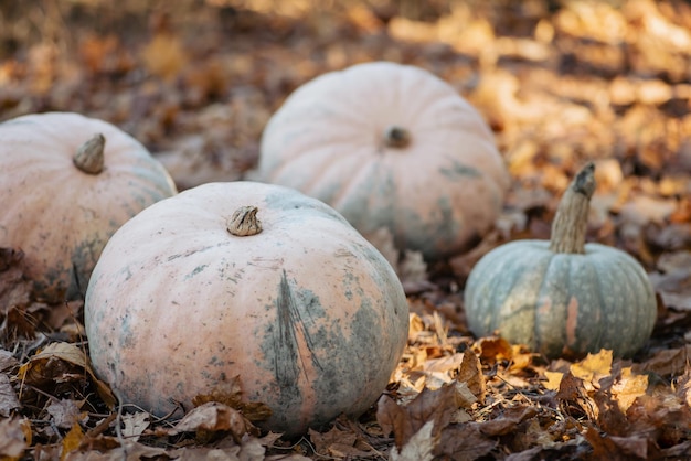 Light orange and green pumpkins in the woods on sunny day