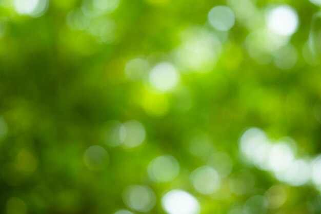 Light of out focusBlurred backgroundBokeh from natural green leaves