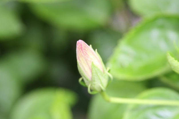 Light pink flower bud