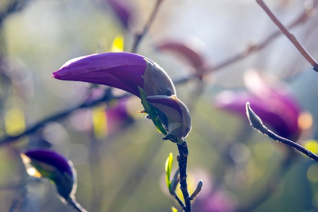 Light pink head of blooming spring magnolia flower Botany and flowers