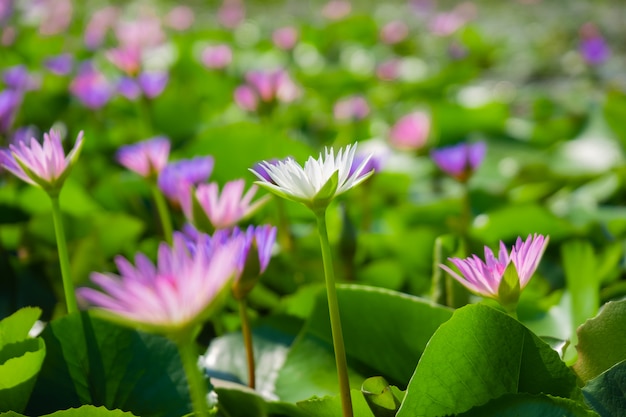 Light pink and white of water lily or lotus with yellow pollen on surface of water in pond. 